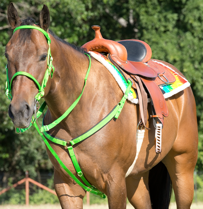 Bridle Set