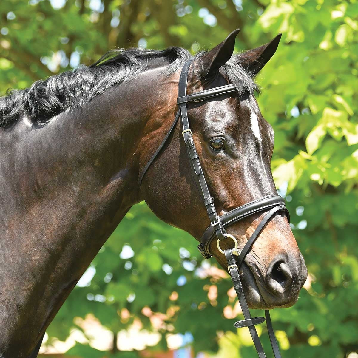 Eurohunter Dressage Snaffle