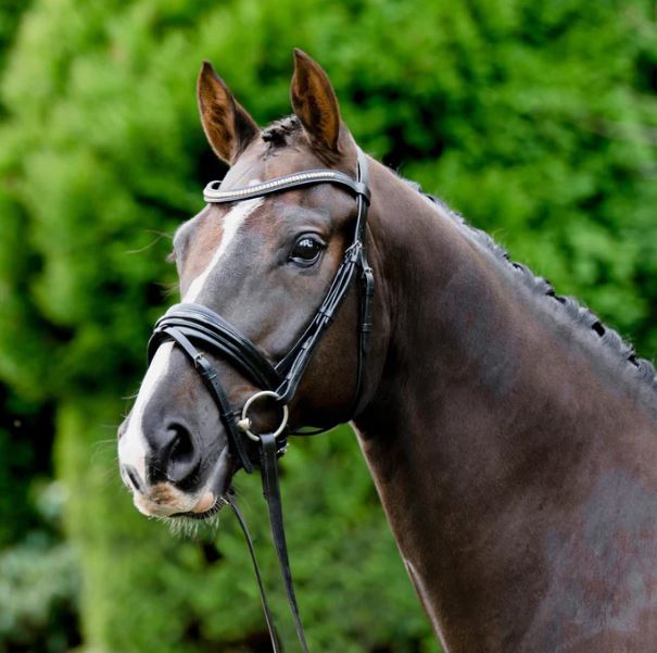 Lumiere Melodie Classic Bridle