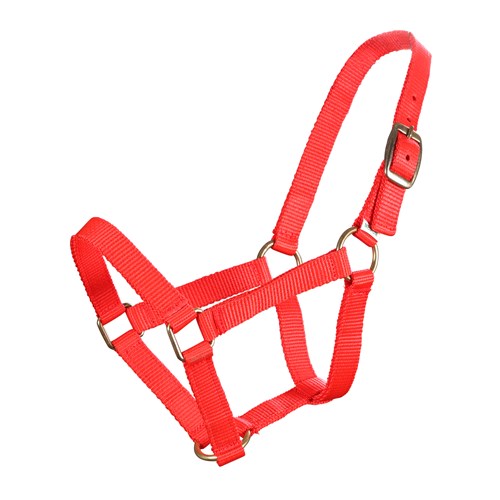 Mini Horse Pp Halter
