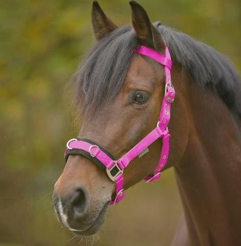 Lunging Cavesson Light Weight