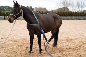 Ezy Ride Collar Rope Hind Leg Pull Up Strap Quick Release