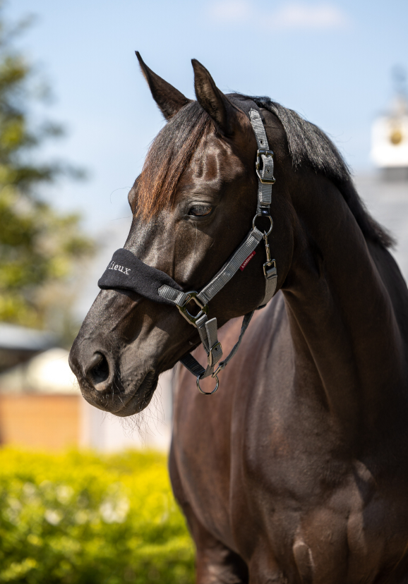LeMieux Vogue Headcollar and Leadrope