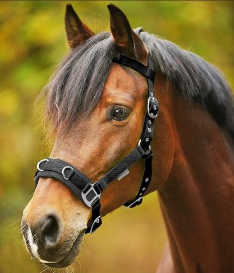 Lunging Cavesson Light Weight