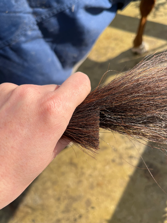 Hairy Pony Tail Trimming Scissors