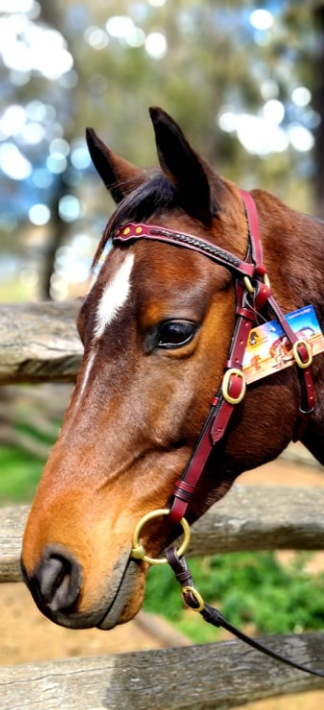 Toprail Leather Show Bridle With 3 Studs And Contrast Brown Plait