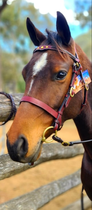 Toprail Leather Show Bridle With 3 Studs And Contrast Brown Plait